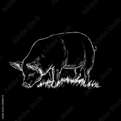 Hand Drawn Sketch Pig Vector illustration