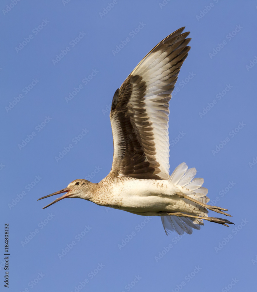 Obraz premium Willet (Tringa semipalmata) flying, Galveston, Texas, USA