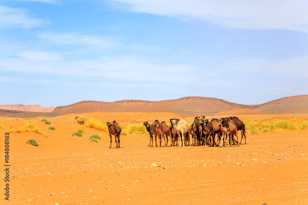 Flock of camel in desert