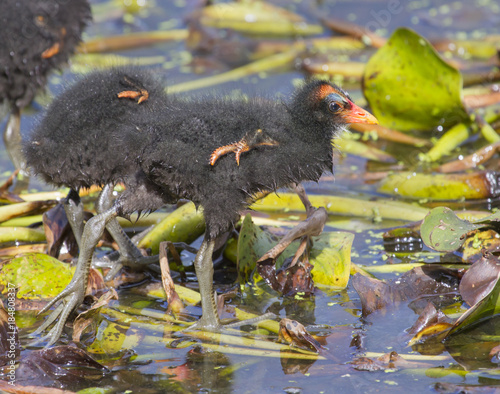 Chicks of Common gallinule (Gallinula galeata) in a forest swamp, Brazos Bend State Park, Needville, Texas, USA. photo