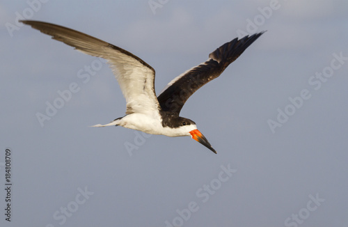 Black skimmer (Rynchops niger) flying, Galveston, Texas, USA.
