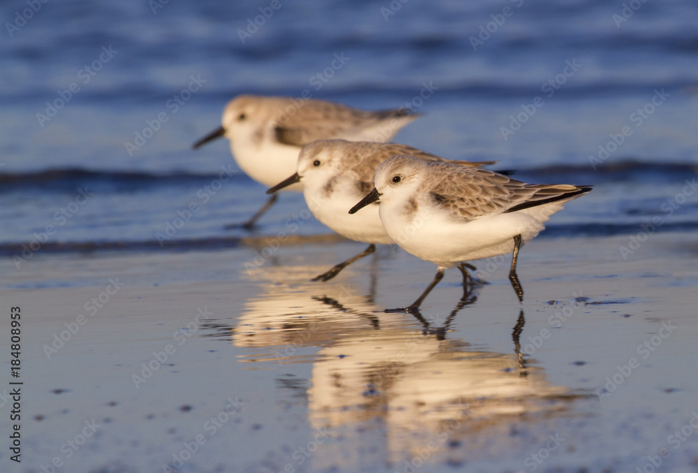 Group of Sanderlings (Calidris alba) in winter plumage on the ocean coast at sunset. Galveston, Texas, USA. Group of Sanderlings (Calidris alba) in winter plumage on the ocean coast at sunset. Galveston, Texas, USA.