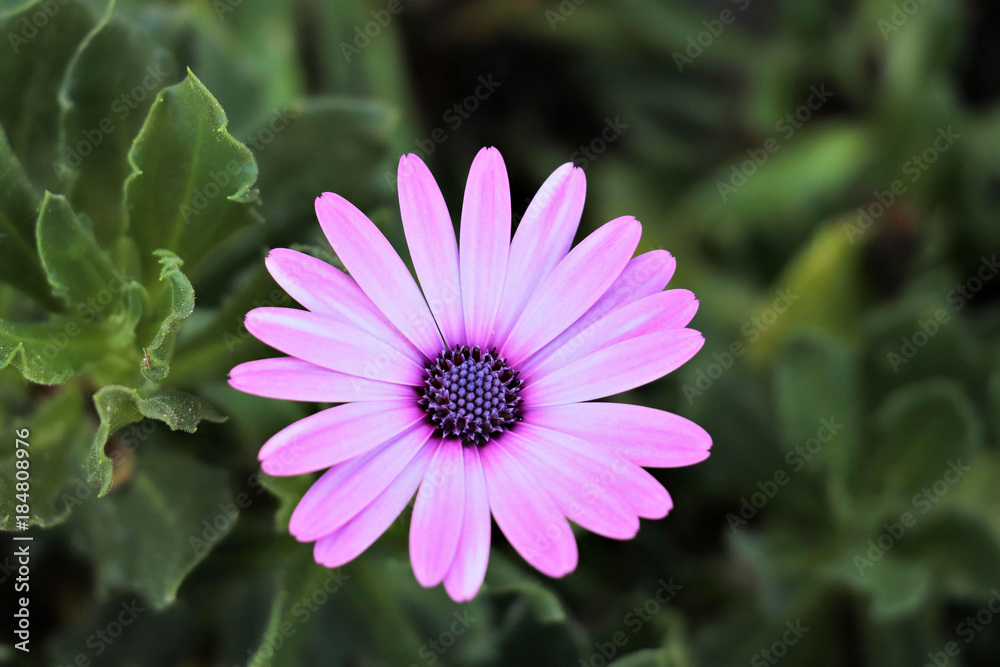 Obraz premium pretty purple daisy in greece