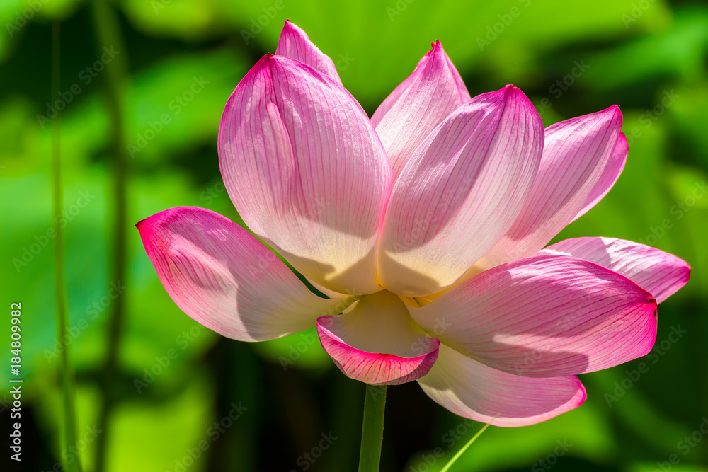 The Lotus Flower.Background is the lotus leaf.Shooting location is Yokohama, Kanagawa Prefecture Japan. The Lotus Flower.Background is the lotus leaf.Shooting location is Yokohama, Kanagawa Prefecture Japan.