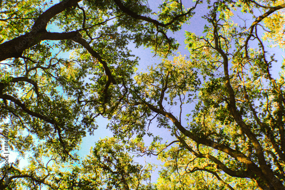 View above our heads