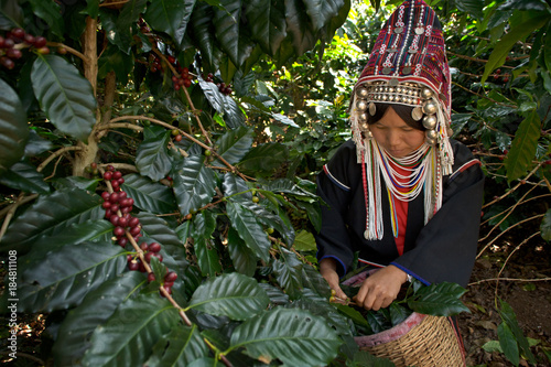 Akha Coffee Harvest
