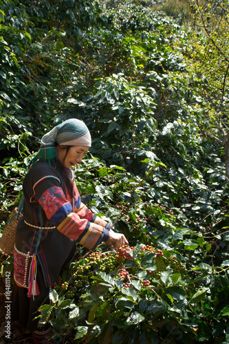 Akha Coffee Harvest