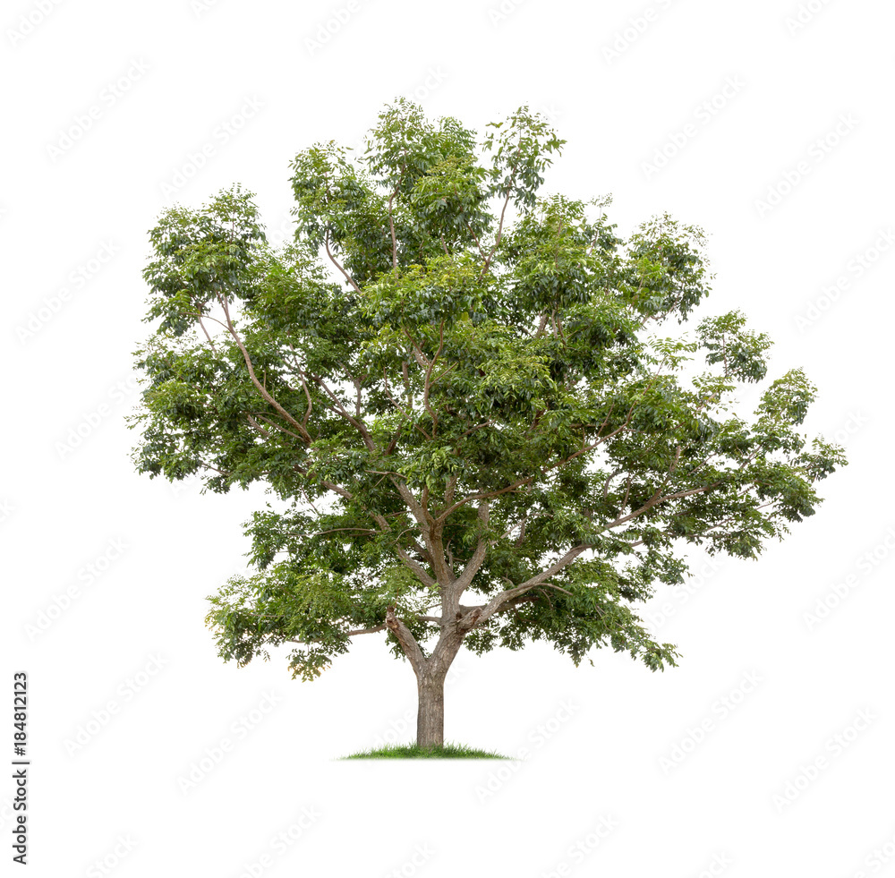 Fototapeta premium Tree isolated on white background high resolution for graphic decoration, suitable for both web and print media