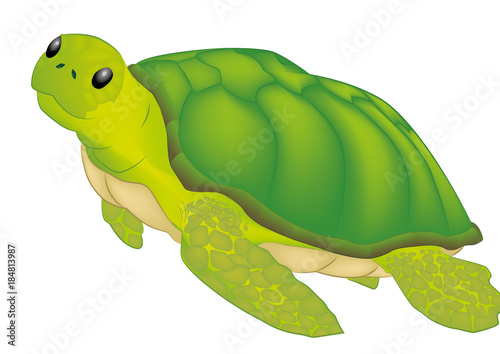 Water turtle vector illustration