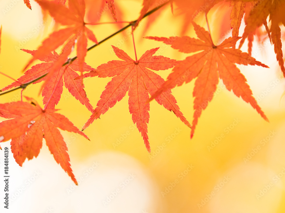 紅葉したカエデの葉
紅葉したカエデの葉