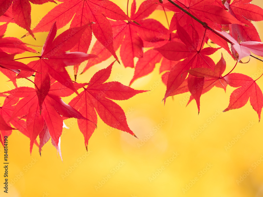 紅葉したカエデの葉
