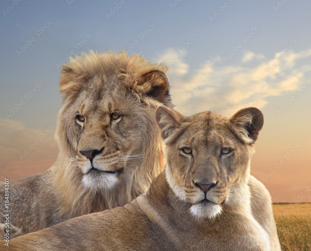 Obraz premium Para lwów afrykańskich, odpoczynek o zachodzie słońca