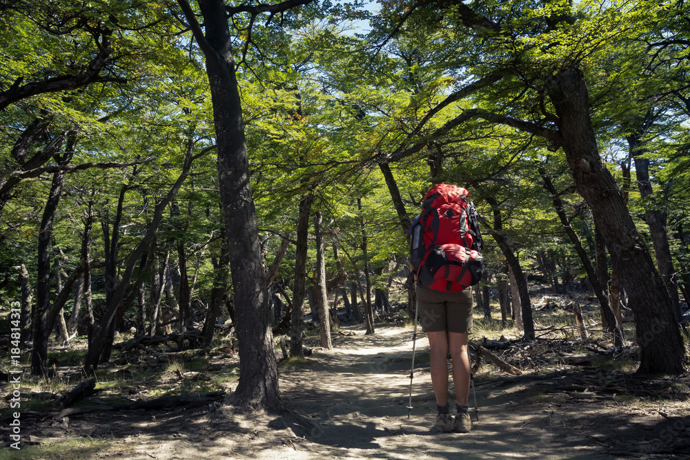 Fototapeta premium Young woman trekking in forest in Patagonia region in Argentina