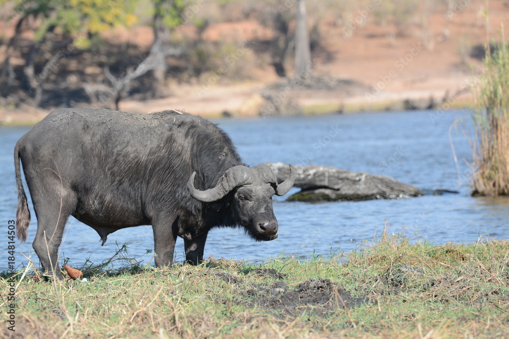 Buffalo in Botswana Buffalo in Botswana