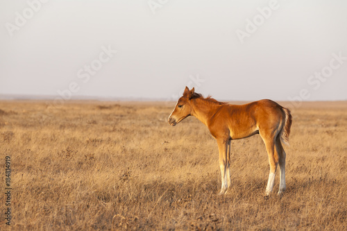 Foal standing on the pasture.