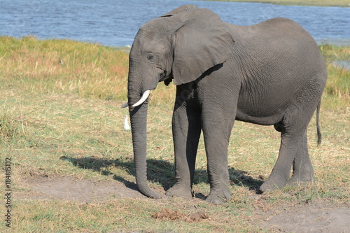 Elephant in Botswana