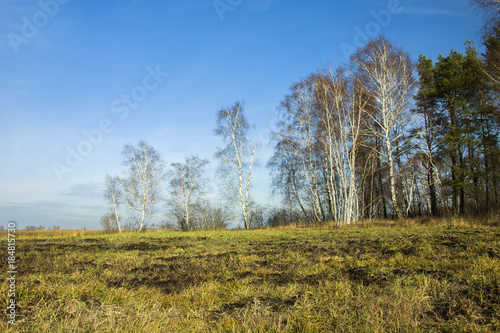 Wild meadow and grove with birches