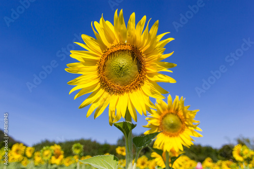 Closeup Beautiful of a Sunflower or Helianthus in Sunflower Field  Bright yellow sunflower Lopburi  Thailand