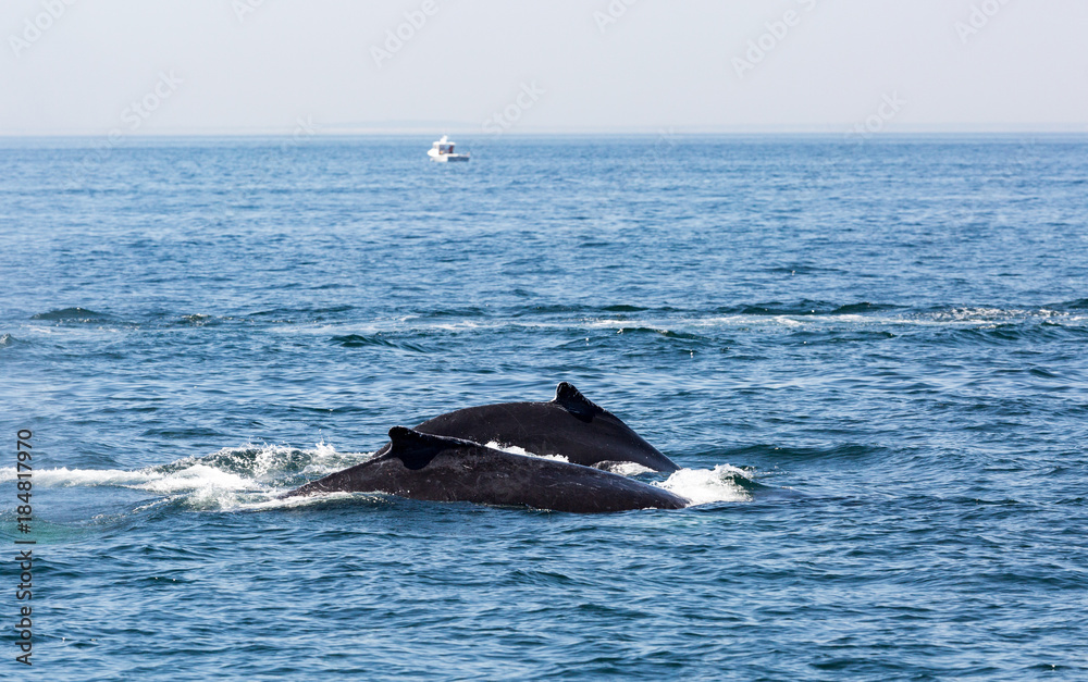 Whale watching in the atlantic ocean near Massachusetts. Whale watching in the atlantic ocean near Massachusetts.