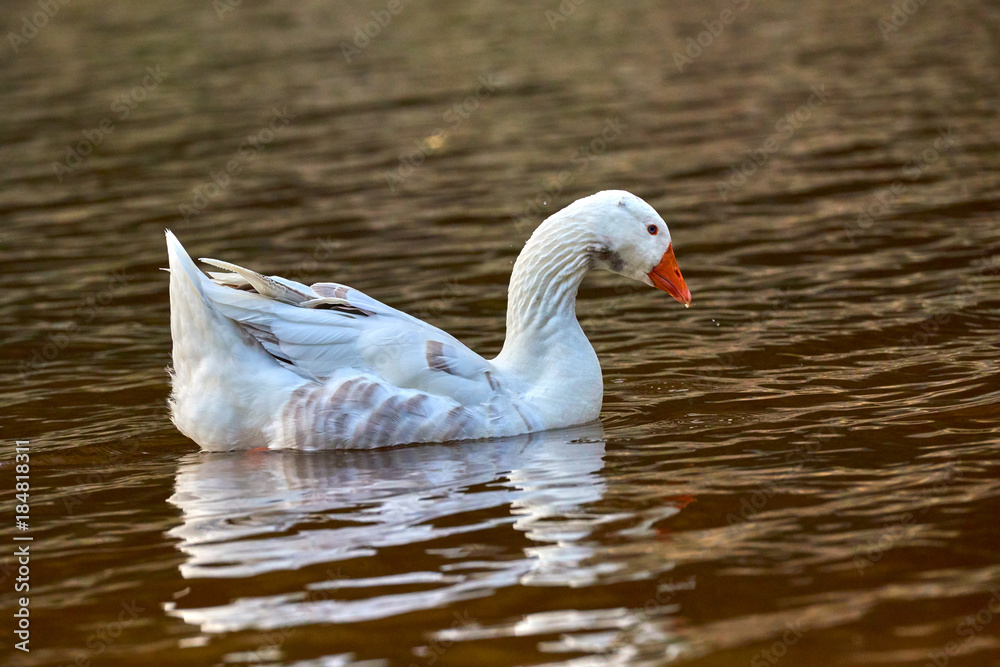 Goose swimming on the garda lake water with a nice reflection and ripples in the water Goose swimming on the garda lake water with a nice reflection and ripples in the water