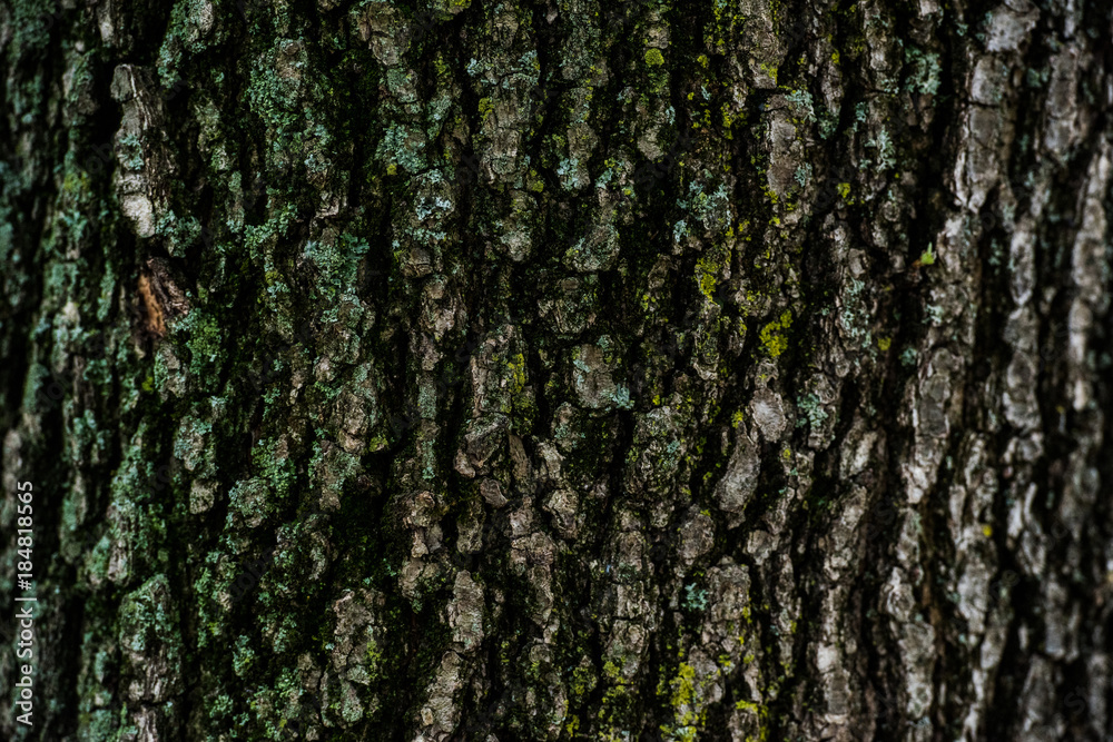 Obraz premium dry tree bark texture background