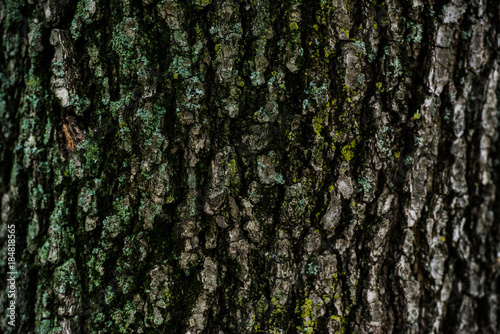 Fototapeta Naklejka Na Ścianę i Meble -  dry tree bark texture background