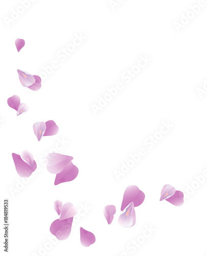 Purple Violet flying petals isolated on White background. Sakura Roses petals. Vector