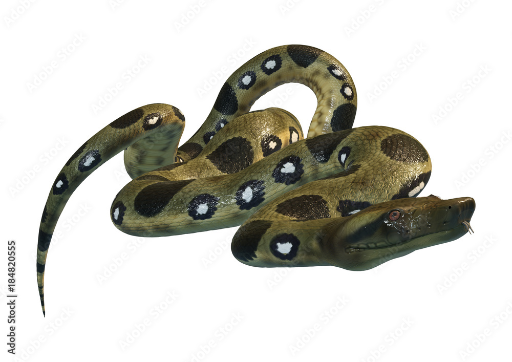 Obraz premium 3D Rendering Green Anaconda on White
