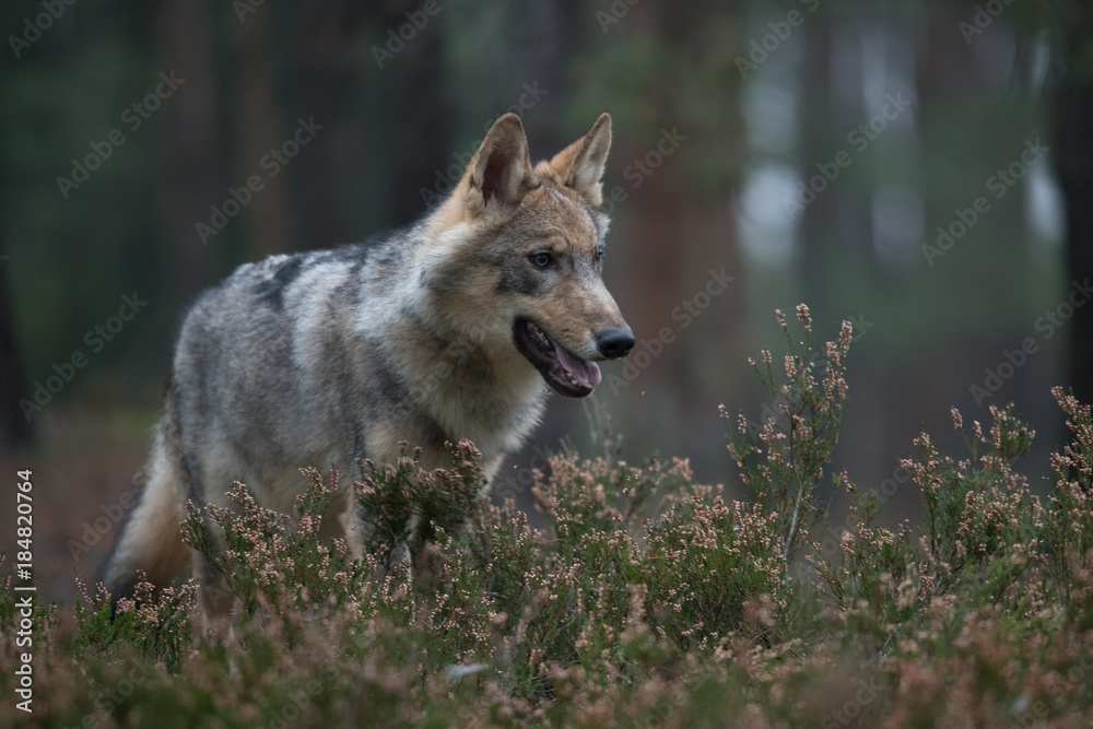 The gray wolf or grey wolf (Canis lupus) standing on a rock The gray wolf or grey wolf (Canis lupus) standing on a rock