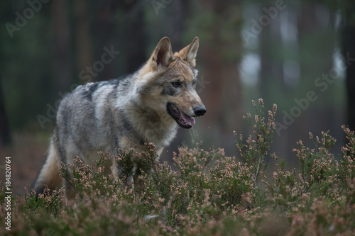 The gray wolf or grey wolf  Canis lupus  standing on a rock