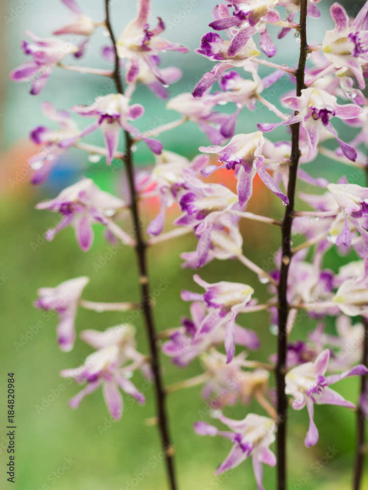Fototapeta premium White Purple Spanish Moss Flowers Hanging