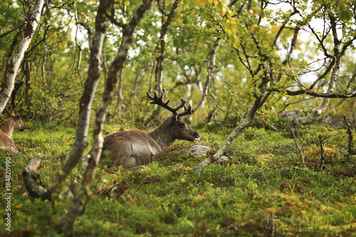 deer with large beautiful horns lies on a clearing in the forest