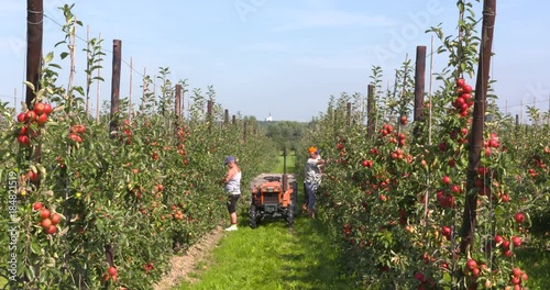 Apple pickers at work between rows of dwarf apple trees photo