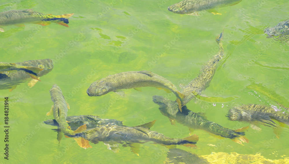 Green transparent water of a river with some Piraputanga fishes swimming on the water of Formoso river on Bonito MS, Brazil. Green transparent water of a river with some Piraputanga fishes swimming on the water of Formoso river on Bonito MS, Brazil.