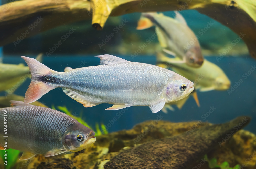Silver fish with a red tail known as Piraputanga. Black stripe on the tail. Silver fish with a red tail known as Piraputanga. Black stripe on the tail.