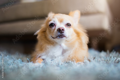 cute chihuahua dog  sit and relax on house floor waiting for his master © whyframeshot