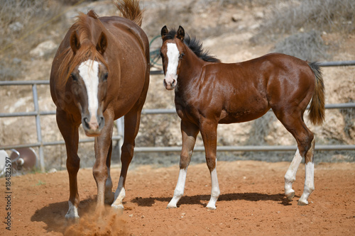 Horses freely walks across the field on the farm