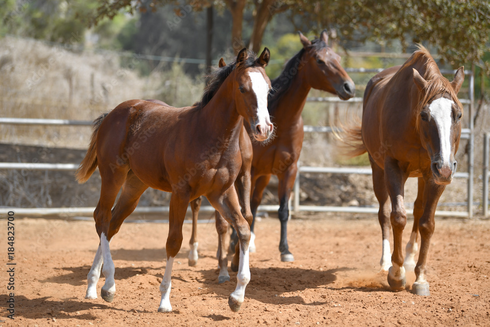 Horses freely walks across the field on the farm Horses freely walks across the field on the farm
