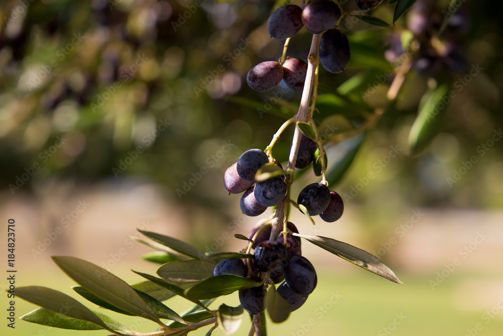 Olive tree with leaves, natural sunny agricultural food background Olive tree with leaves, natural sunny agricultural food background