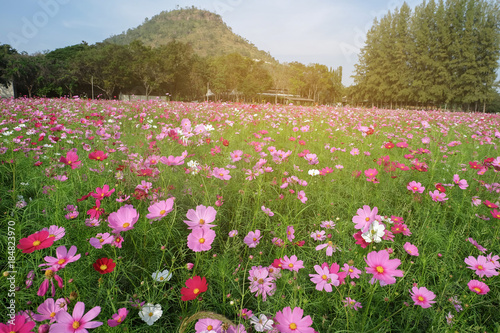 Wallpaper Mural Nature Torontodigital.ca