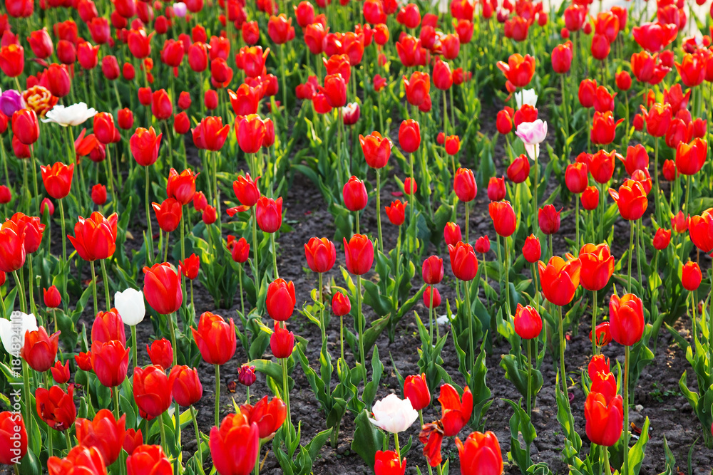 Obraz premium Red tulips in spring