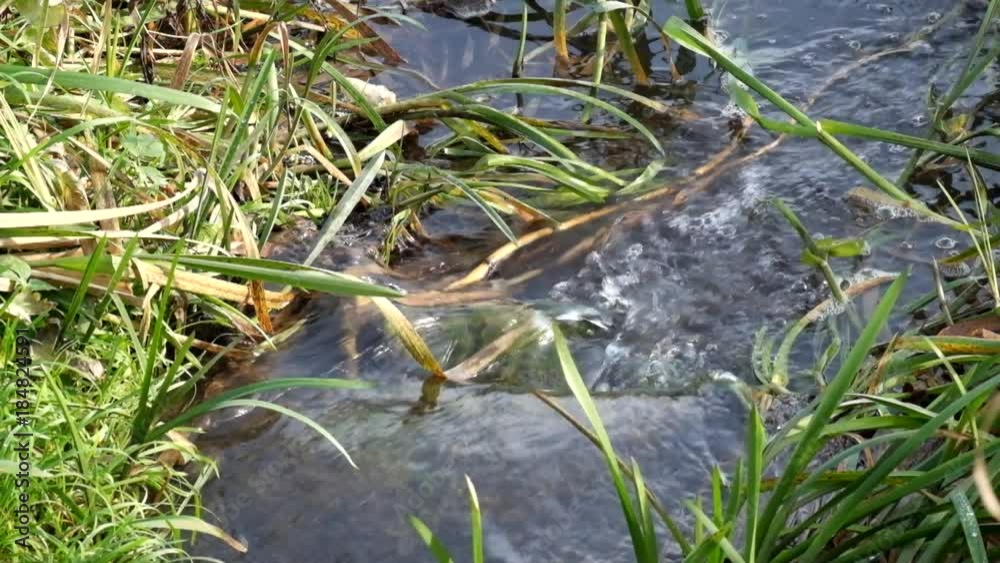 Water in a small stream flows through a stone and clings a blade of grass Water in a small stream flows through a stone and clings a blade of grass