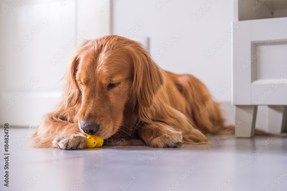 Golden Retriever lying on the ground