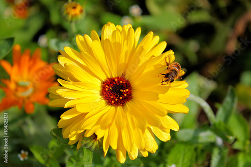 pretty yellow flower and a bee