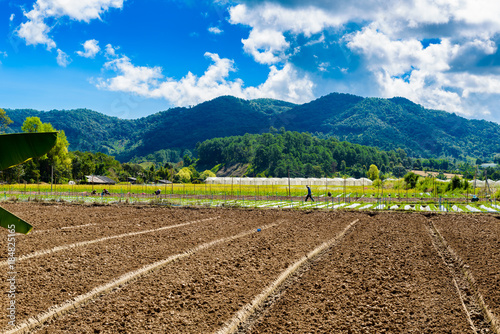 Preparation of soil for Strawberry cultivation  Strawberry field partially at Chiang Mai  Thailand.