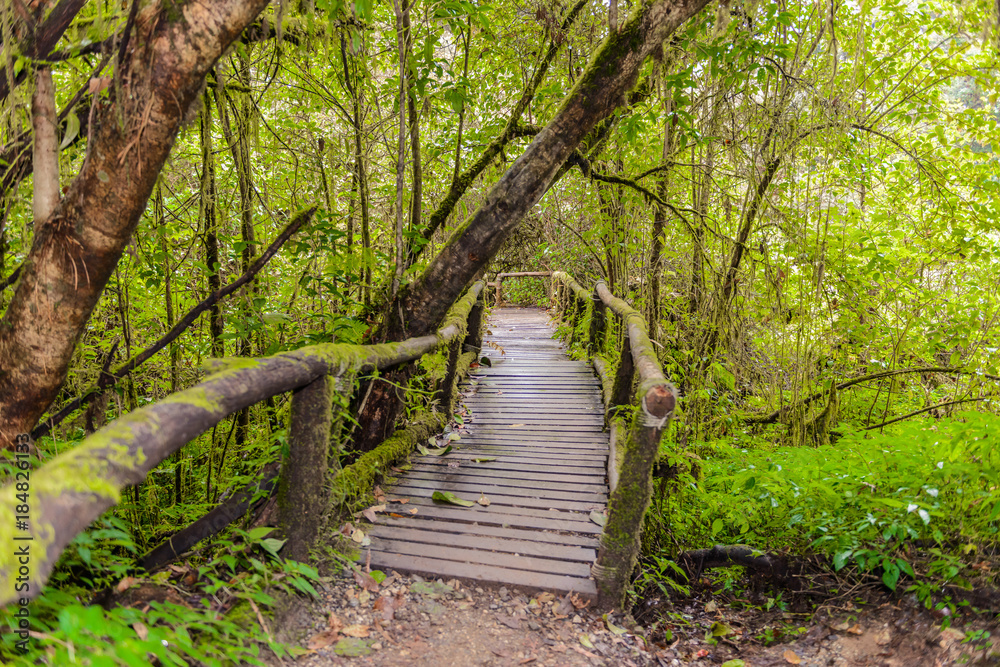 Fototapeta Ang Ka Luang Nature Trail
