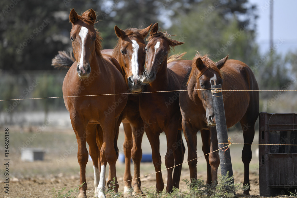 Horses freely walks across the field on the farm Horses freely walks across the field on the farm