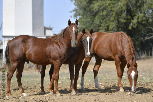 Horses graze freely in the field on the farm