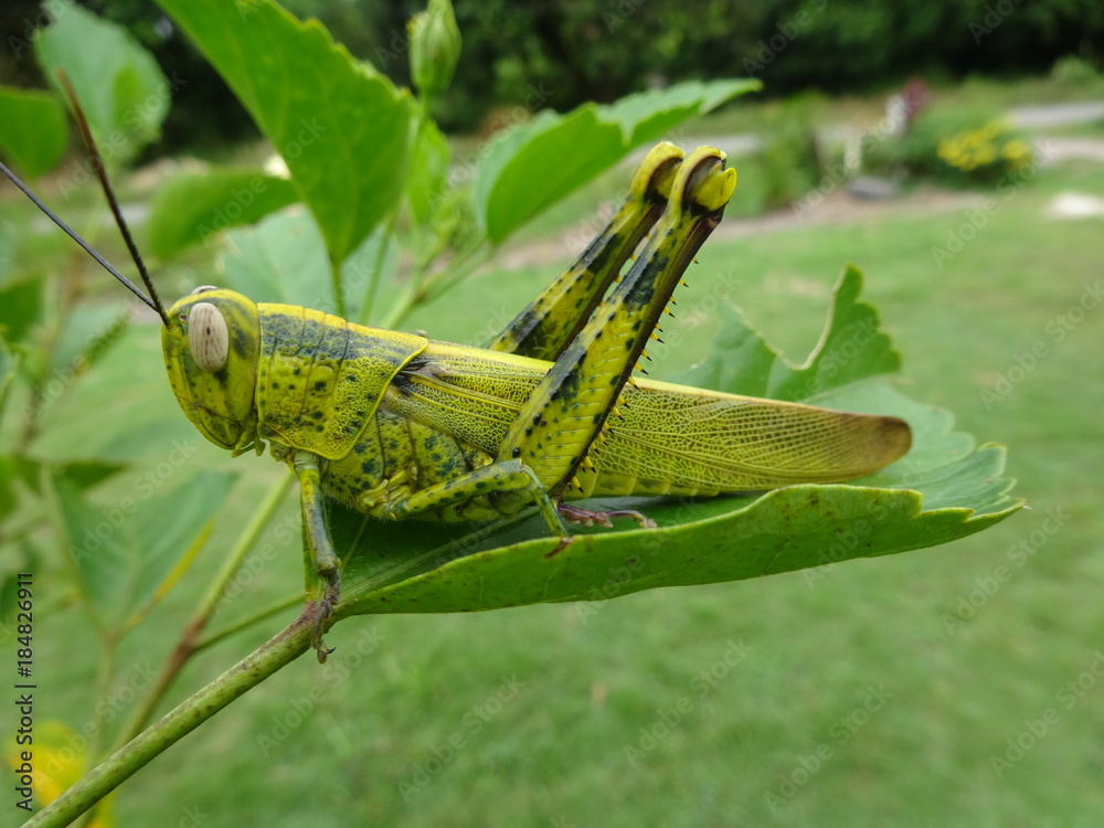 A malaysian locust on leaf, photo taken in Malaysia A malaysian locust on leaf, photo taken in Malaysia