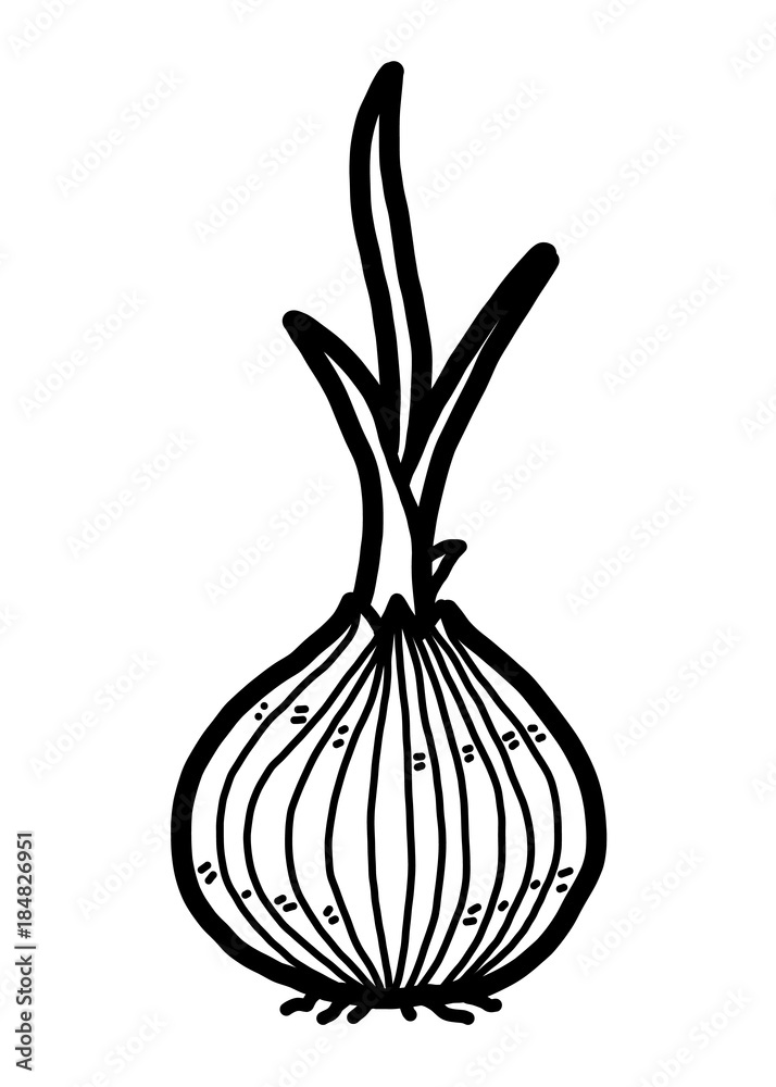 onion clip art black and white